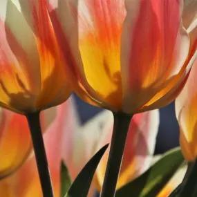 Hearts Delight Tulip Bulbs Kaufmanniana (Tulipa Hearts Delight) 2